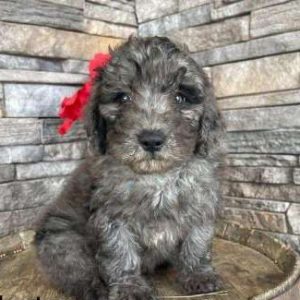 Mini Goldendoodle 6335
