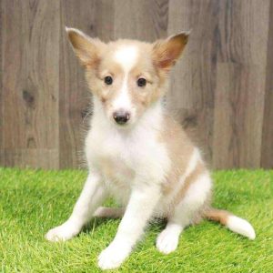 Shetland Sheepdog 6322