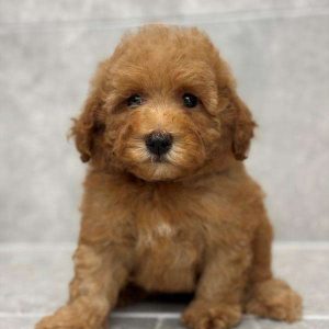 Toy Poodle 3793