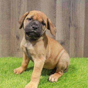 Bullmastiff 1395