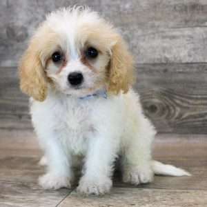Cavachon 0710