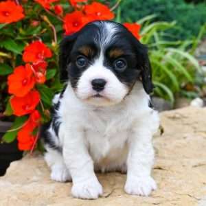 Cavalier King Charles 2995