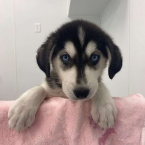 Siberian Husky-Golden Retriever 6363