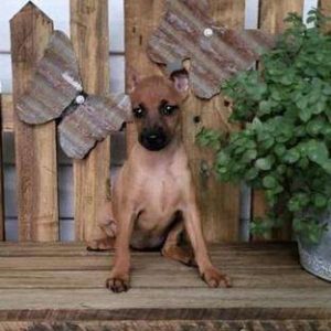 Miniature Pinscher 4568