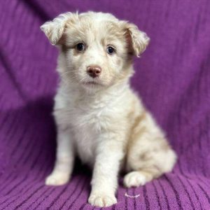 Miniature Australian Shepherd 1380