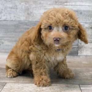 Mini Goldendoodle 3980