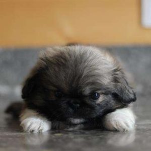 Pekingese 2309