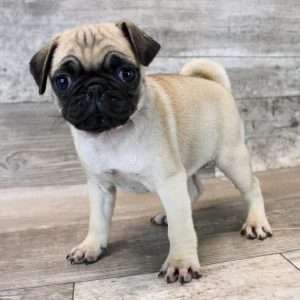 Pug 4731