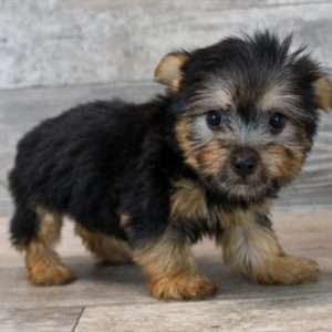 Silky Terrier 1313