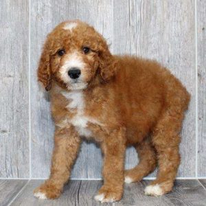 Standard Poodle 4675