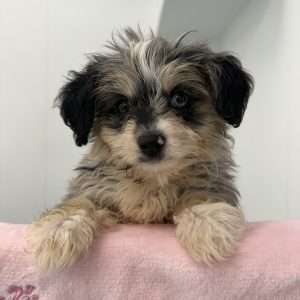 Mini Aussiepoo 2788