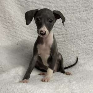 Italian Greyhound 2077