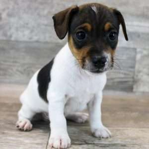 Jack Russell Terrier 0528