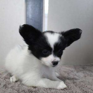 Papillon 8843