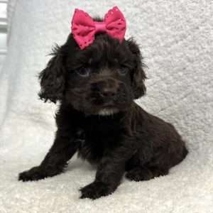 Cocker Spaniel 2245