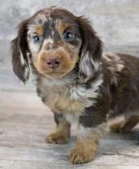 Dachshund 5319