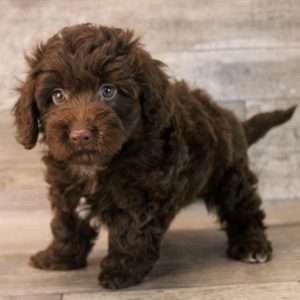 Doxiepoo 7329