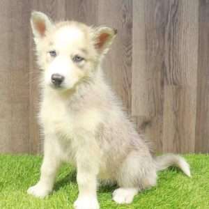 Siberian Husky 6910