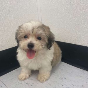 Coton Maltese 5663