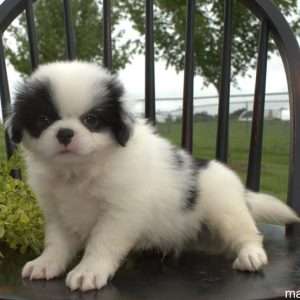 Japanese Chin 1478