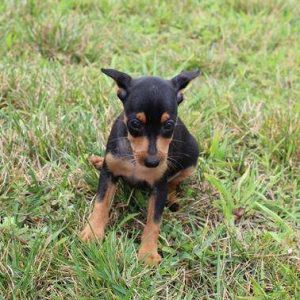 Miniature Pinscher 8858