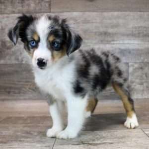 Mini Australian Shepherd 5119