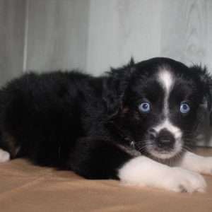 Miniature Australian Shepherd 9956