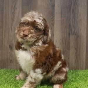 Mini Aussiedoodle 4313