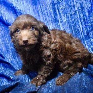 Mini Labradoodle 5745