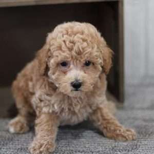 Mini Poodle 2980