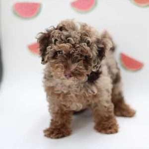Mini Poodle 5436