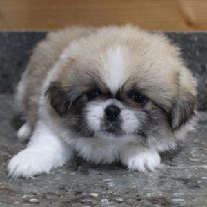 Pekingese 8851