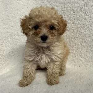 Poodle 2714