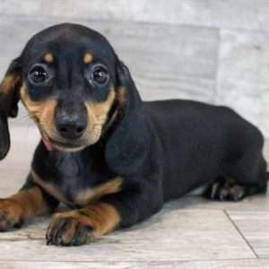 Dachshund 6861