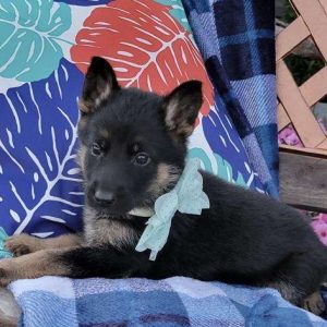 German Shepherd 5955