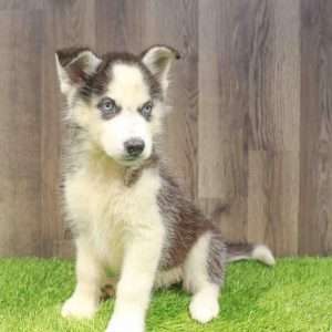 Siberian Husky 7179f