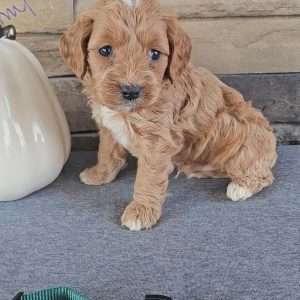 Miniature Goldenpoo