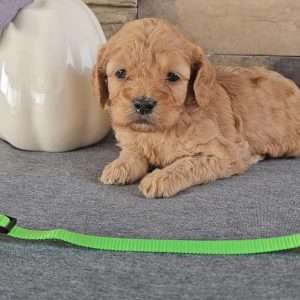 Miniature Goldenpoo