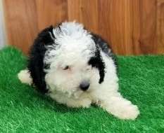 Miniature Poodle 6101