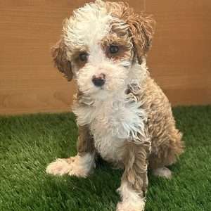 Poodle 7195