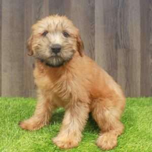 Soft Coated Wheaten 6941