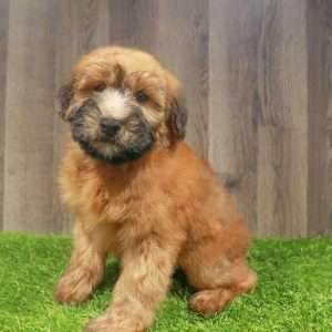 Soft Coated Wheaten Terrier 6638