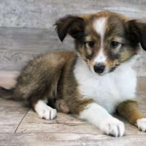 Shetland Sheepdog 4679