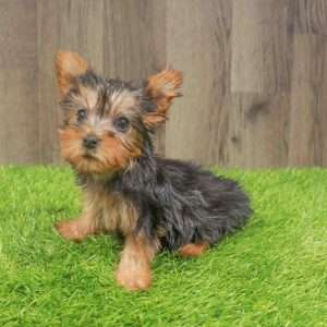 Silky Terrier 6112