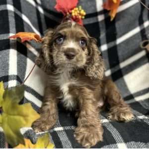Cocker Spaniel 3870