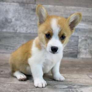 Pembroke Welsh Corgi 1768