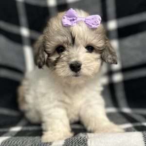 Coton De Tulear 2029