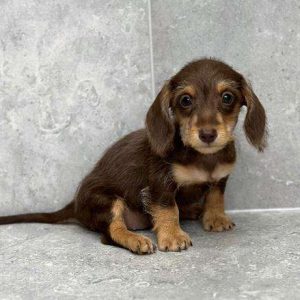 Dachshund 7046