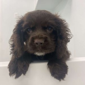 Cocker Spaniel 2245