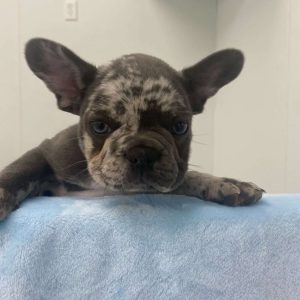 French Bulldog 3770